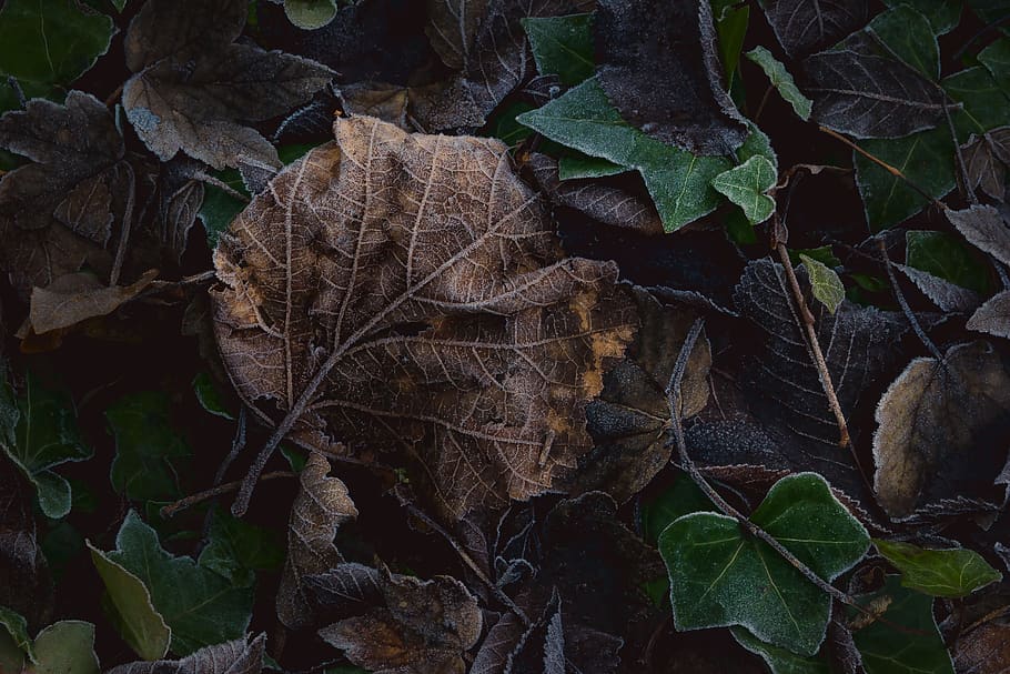 leaves, green, plant, autumn, fall, old, yellow, brown, forest, woods
