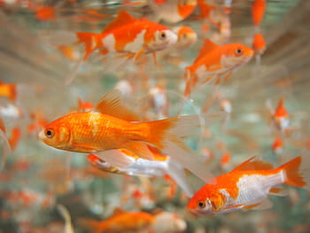 goldfish-aquarium-underwater-tropical-ro