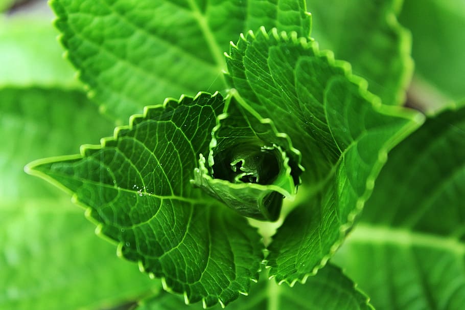 closeup, foto, hijau, berdaun, tanaman, daun, warna hijau, alam, pertumbuhan, close up