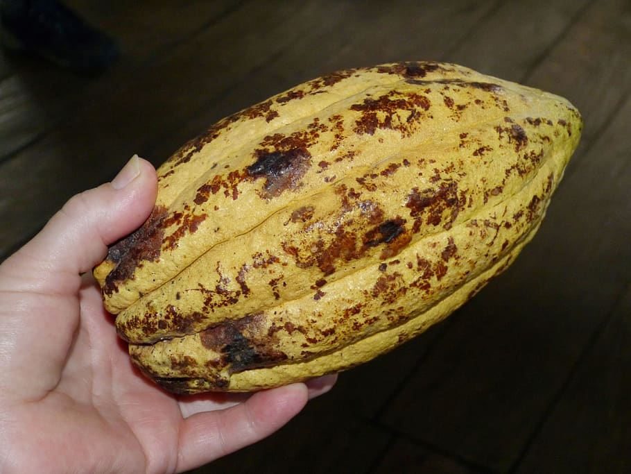 cocoa bean, cacao, cocoa, chocolate, confectionery, candy, fruit, hand, harvest, tropics