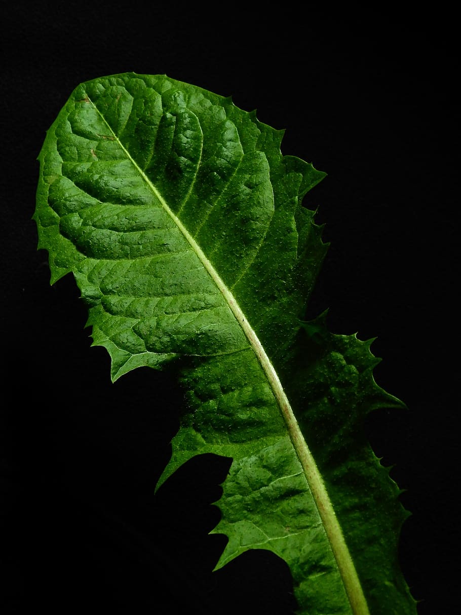 Leaf, Nature, Plant, Dandelion, green, weed, background, vegetable, black background, green color