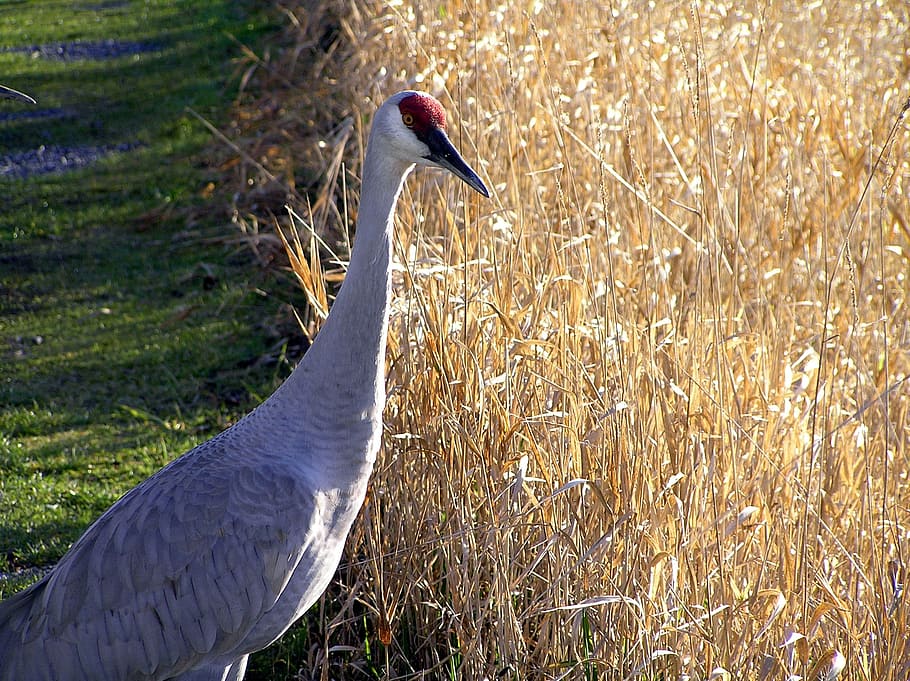 sandhill crane, bird, wildlife, nature, corn, ground-dweller, symbol, large, migrate, animal themes