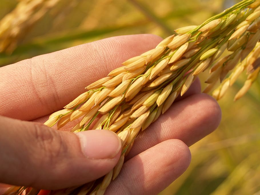selective, focus photography, person, hand, holding, wheat, agriculture, asia, autumn, botany