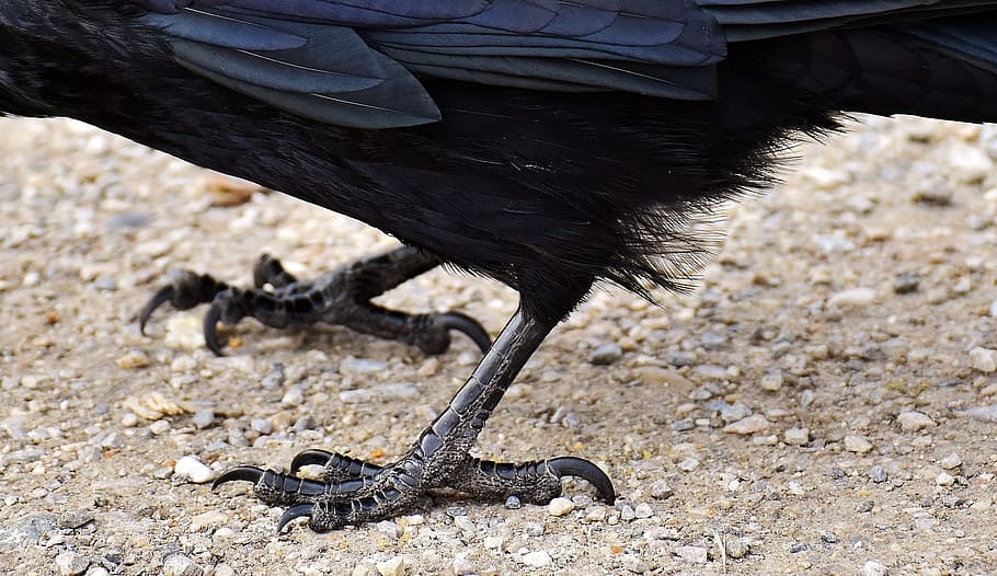 common raven, raven, raven bird, crow, animal, nature, feather, black, bird, one animal