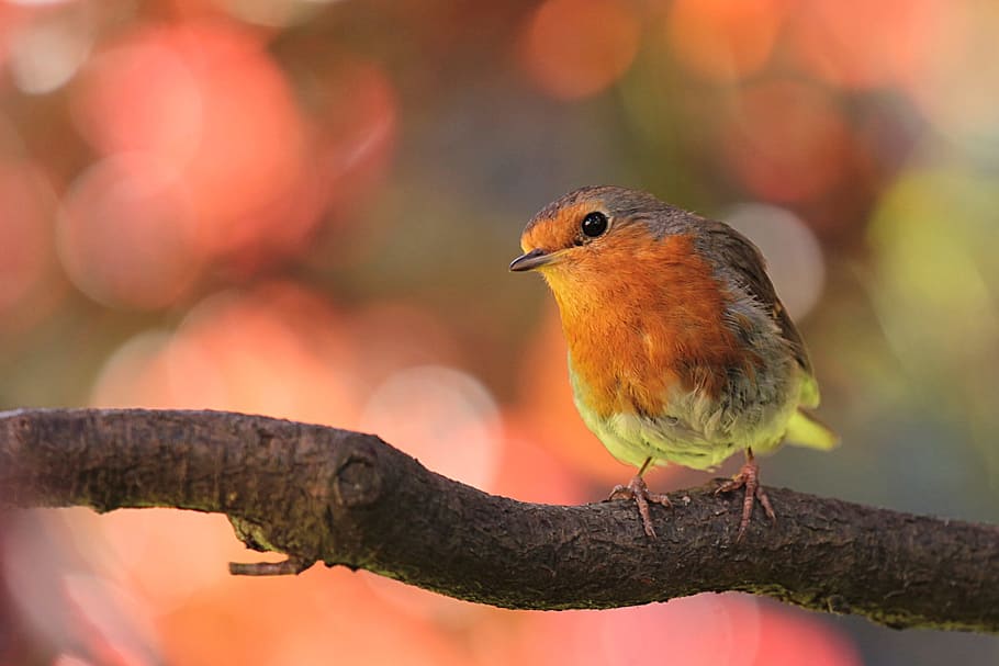 orange, gray, bird, perched, wood twig, robin, on branch, in the garden, animal, animal themes