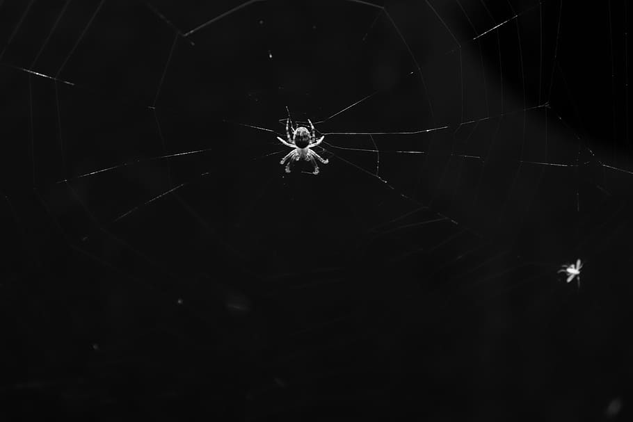 spider, black and white, insects, terrifying, fear, insect, dark, arachnophobia, arachnid, invertebrate