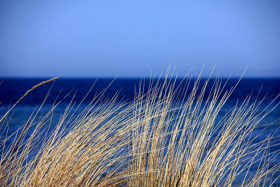 macro photography, brown, grass, daytime, sea, water, blue, dunes, marram grass, nature