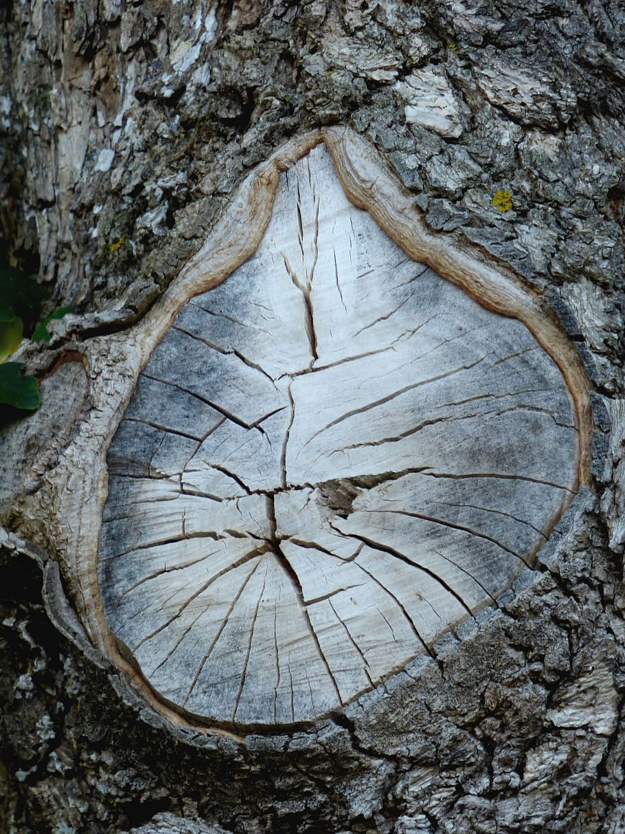 tree, trunk, node, wood, bark, texture, summer, natural, textured, plant