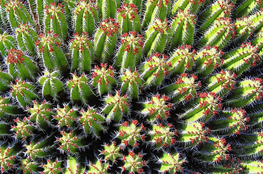 Lanzarote, Cactus Garden, Spice, Thorns, garden, botany, exotic, plant, exotic flowers, exotic garden