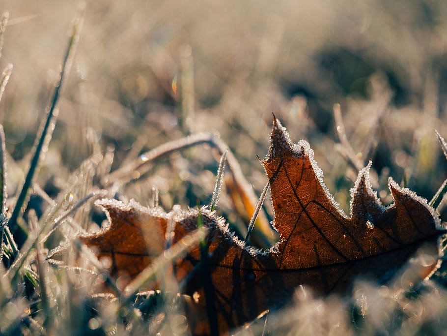 frost, cold, winter, fall, autumn, leaves, grass, ground, nature, sunlight