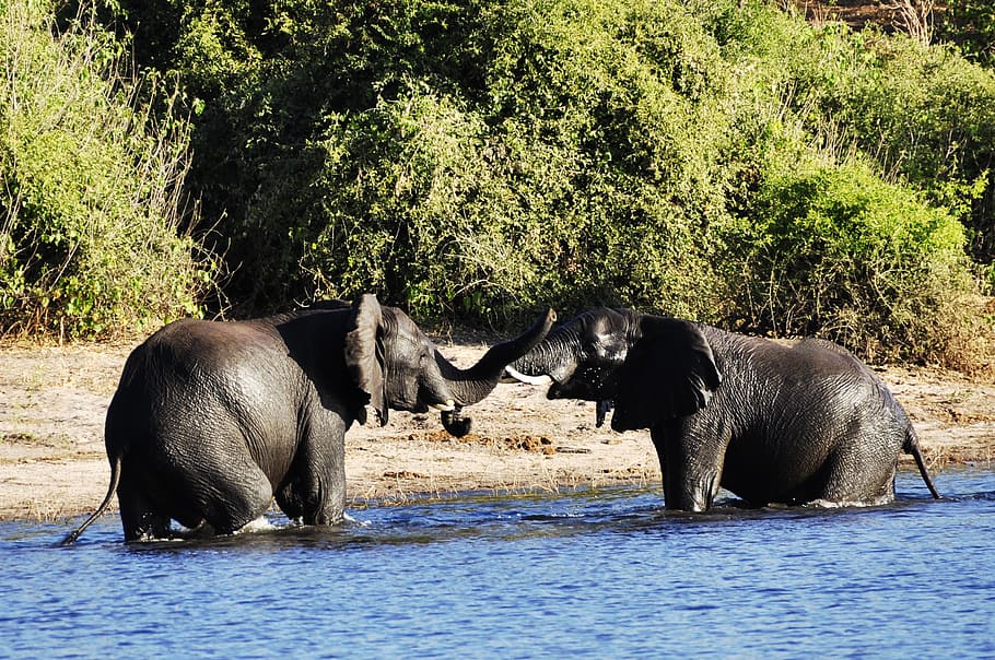 elephant, water elephant, fight, rivals, river, water, chobe, botswana, africa, animal