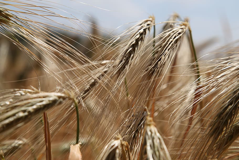 close-up photo, malt plant, wheat, wheat field, rye, wheat spike, ears of corn ears, cereals, grain, field