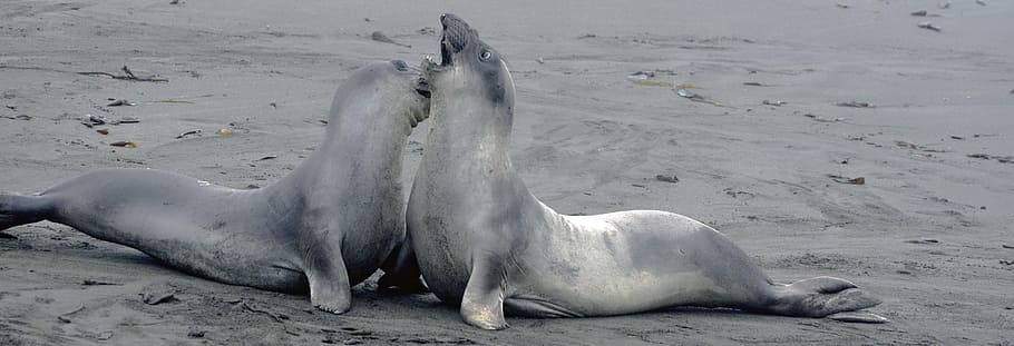 two, sea lions, playing, sand, crabeater, crawl, animals, nature, animal world, creature