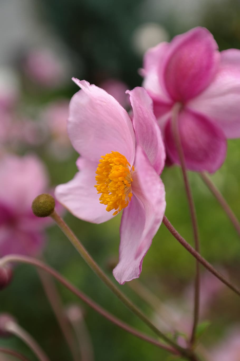 Blossom, Bloom, Pink, Flower, fall anemone, anemone hupehensis, hahnenfußgewächs, ranunculaceae, ornamental plant, park plant