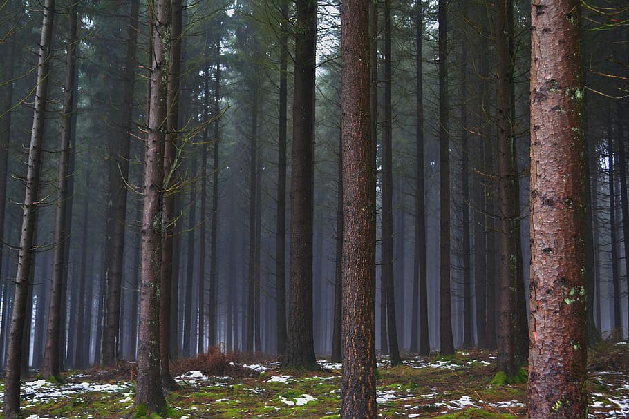 Forest, Pines, Winter, pine tree, tree trunk, nature, tree, woodland, land, trunk