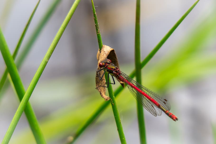 dragonfly, eat, hold tight, insect, swamp, grass, wetland, nature conservation, pond, moor