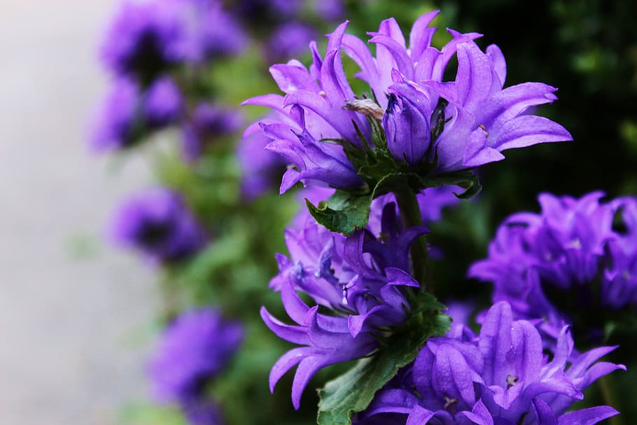 flores, el cuentagotas es adecuado, el tono de llamada está enfocado, flores púrpuras, flores azules, flores de jardín, jardín, en el jardín, primavera, verano