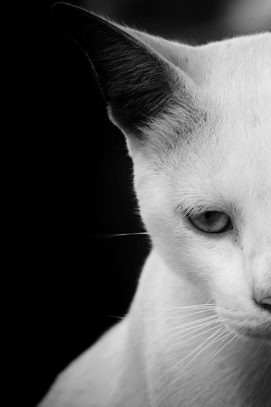 half face grayscale photo, cat, wildlife, animal, eyes, zoo, hunter, black, white, wildcat