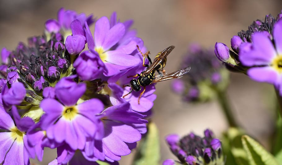 Primrose, Drumstick, Flower, Purple, spring flower, early bloomer, garden, nature, field wasp, insect