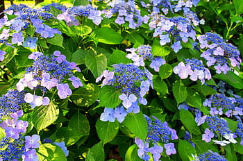 Página 8 | Fotos Hortensia azul libres de regalías | Pxfuel