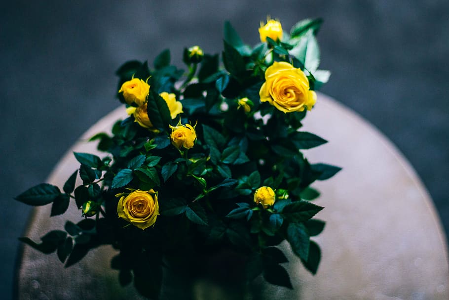 yellow, rose, potted, plant, brown, table, flower, petal, bloom, garden