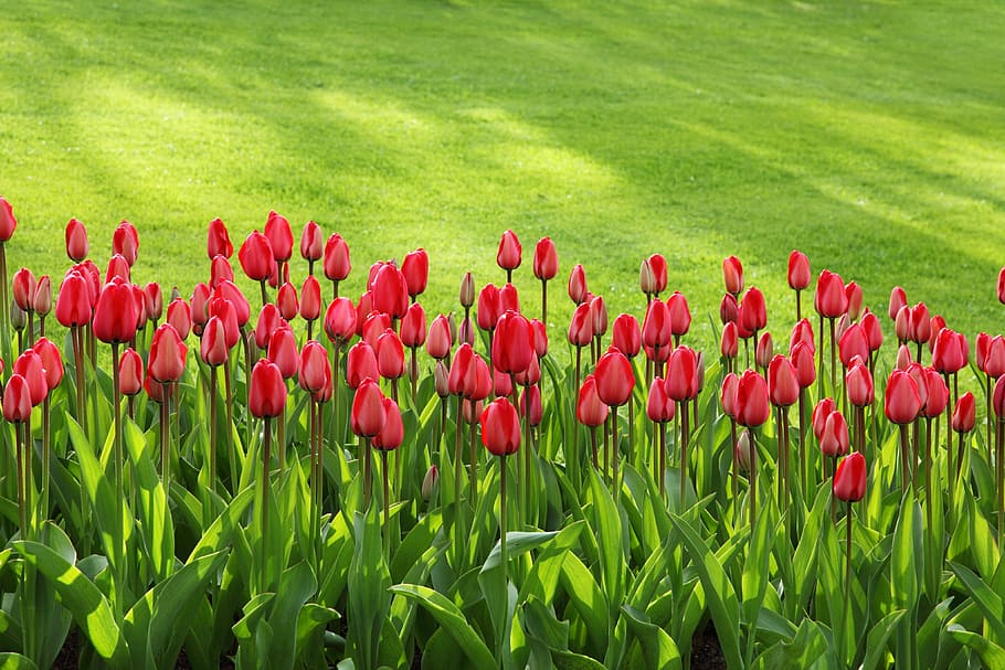 red floral field, tulips, bloom, blossom, colorful, flowers, garden, background, green, group