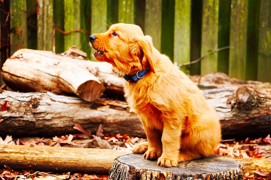 golden golden retriever, dog, canine, howl, bark, stump, wood, logs, timber, outdoors