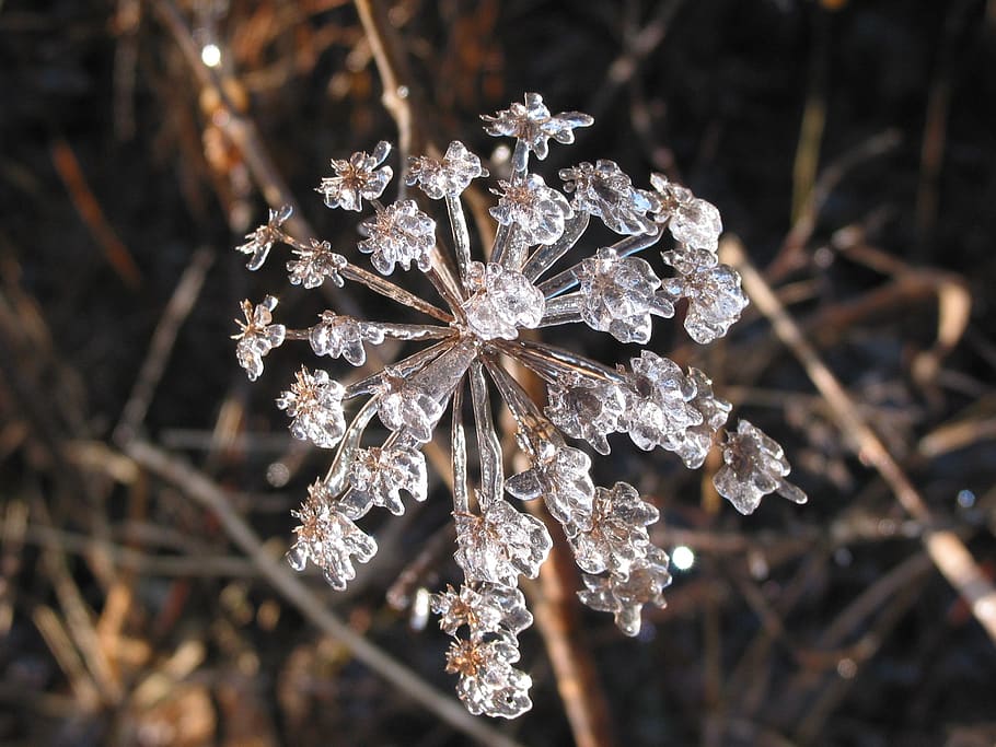 bunga es, bunga, embun beku, musim dingin, dingin, kristal, alam, kristalisasi, sihir musim dingin, tanaman