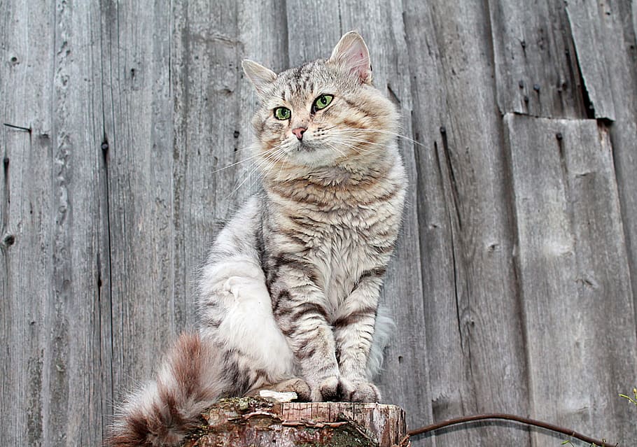 cat on log, cat, cats, pet, gray cat, fluffy cat, domestic cat, domestic, wood - material, domestic animals