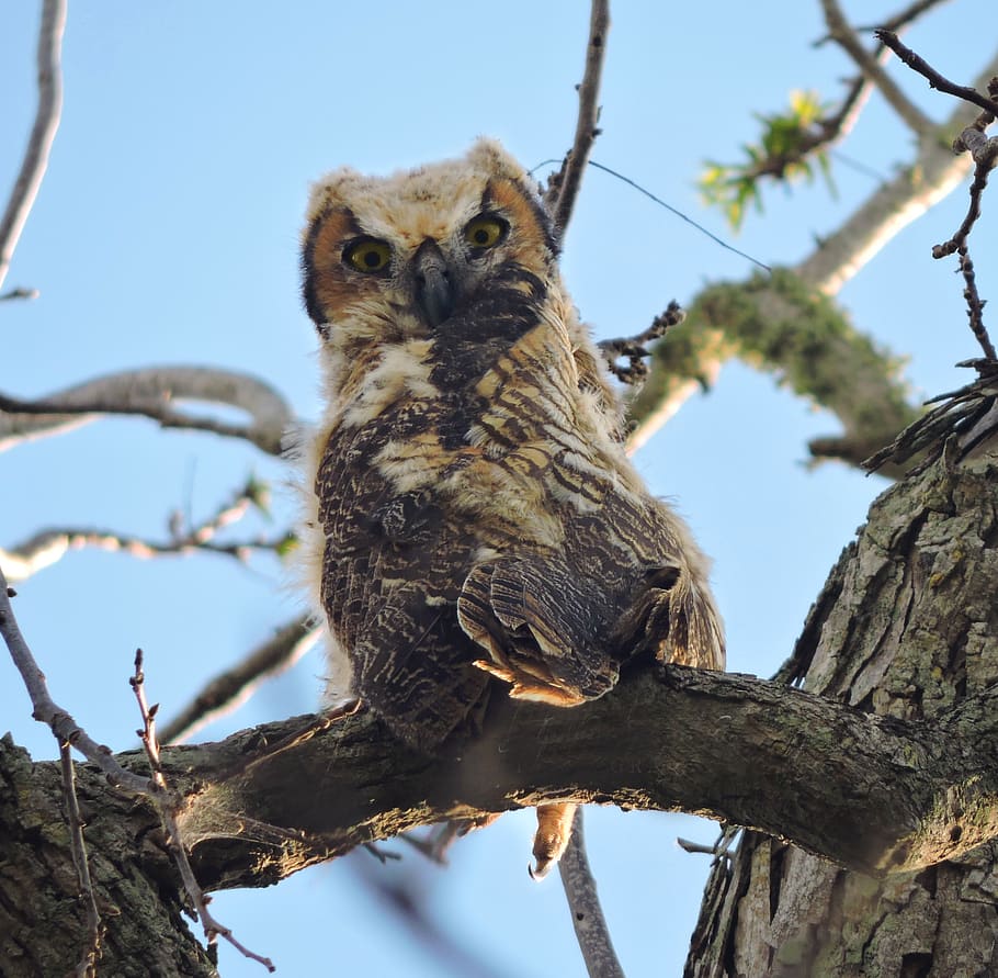 great horned owl, great horned owls, owls, owl, nature, raptor, wildlife, predator, bird, outdoors
