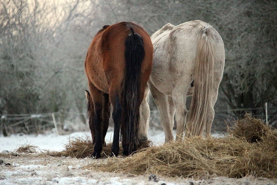 horse, snow, winter, mold, thoroughbred arabian, hay, wintry, frost, animal themes, animal