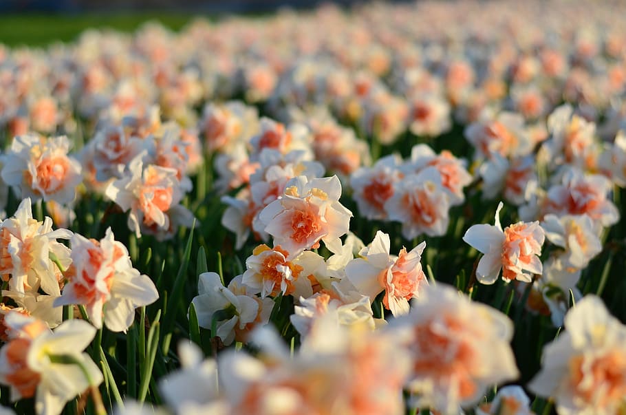 campo, rojo y blanco, flores de narciso, jacinto, macro, tulipanes, rojo, color vivo, naturaleza, primer plano
