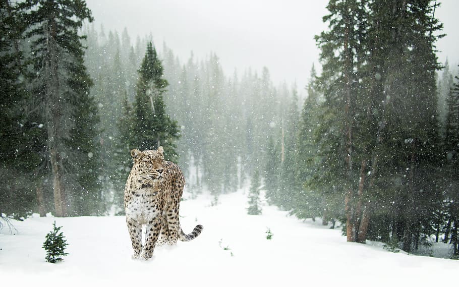 coklat, hitam, macan tutul, salju, tertutup, hutan, macan tutul persia, musim dingin, potret panjang penuh, potret