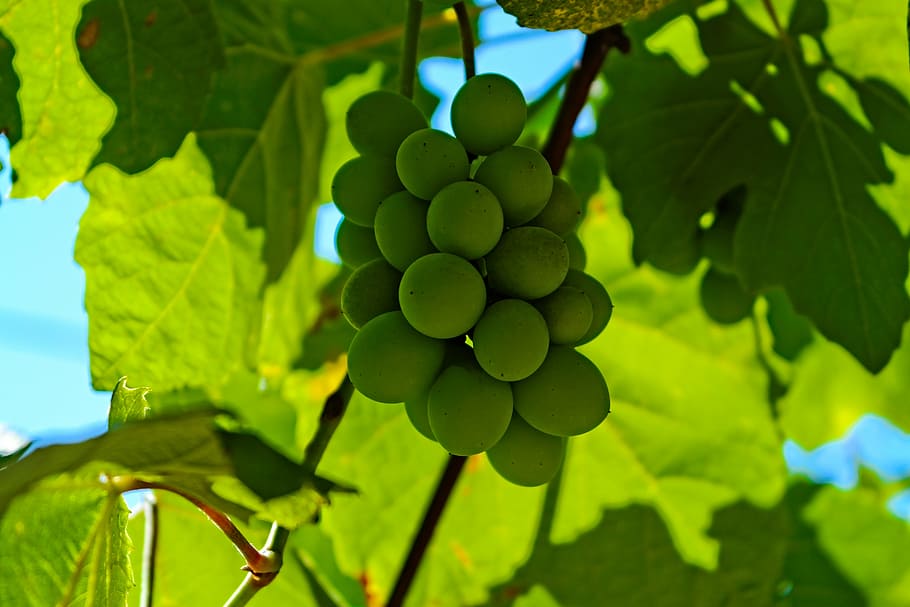 grapes, sour grapes, vineyard, bunch, fruit, food, natural, leaves, green, leaf