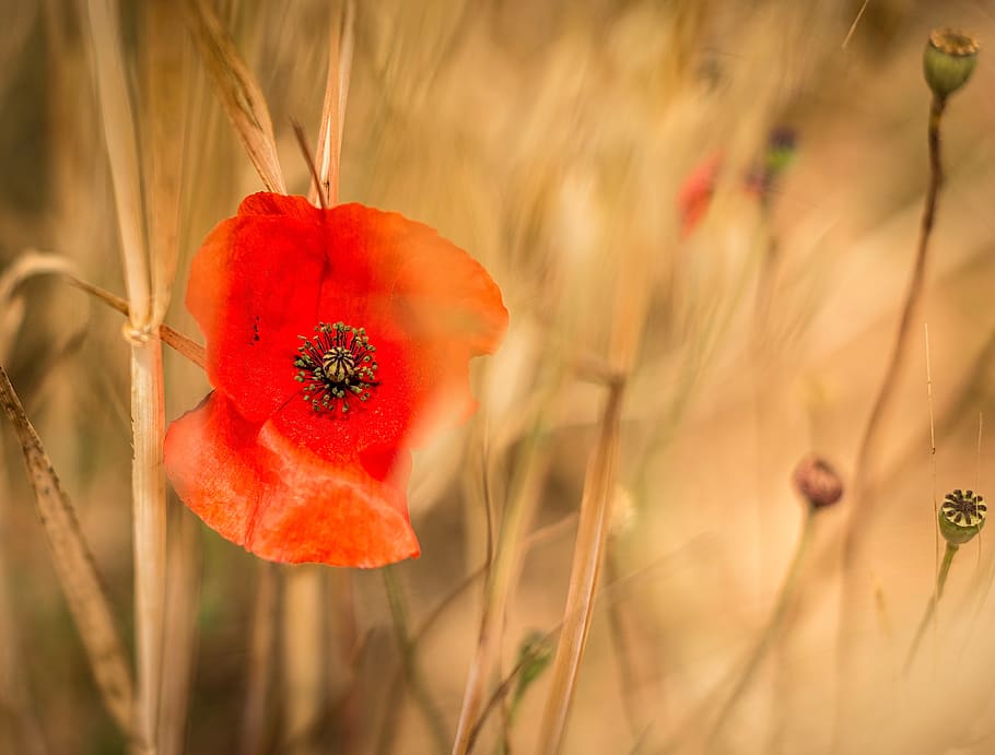 red, orange, petal, flower, outdoor, grass, plant, nature, blur, beauty in nature