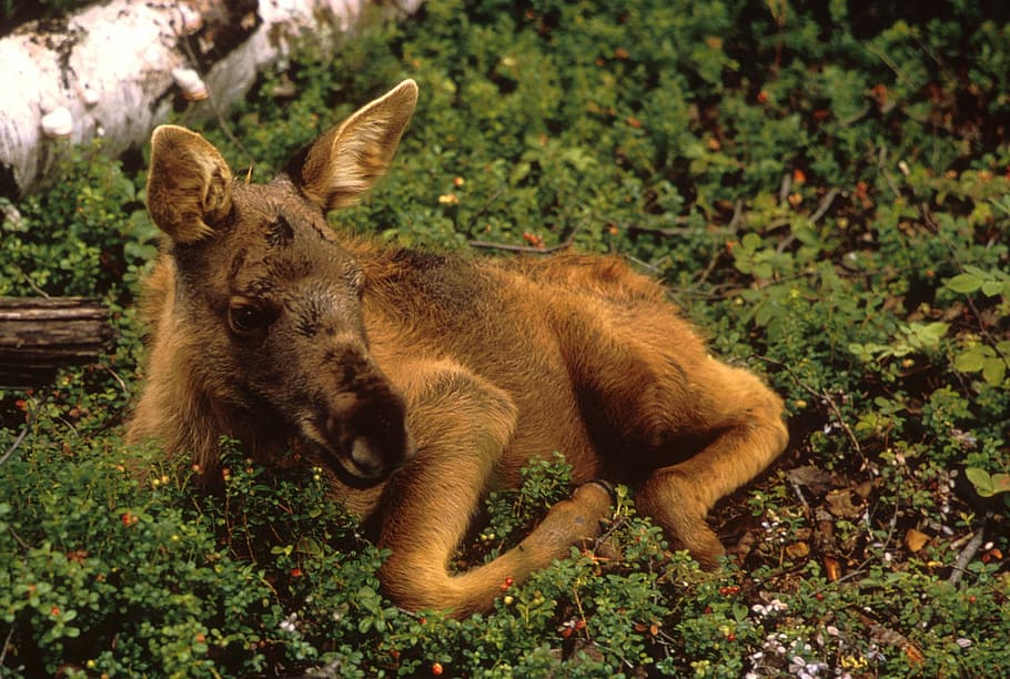 wildlife photography, brown, 4-legged, land mammal, Moose, Calf, Young, Animal, Mammal, young, animal