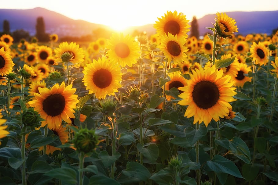 bunga matahari, bidang bunga matahari, bunga, musim panas, mekar, cerah, matahari, sinar matahari, tanaman berbunga, kuning