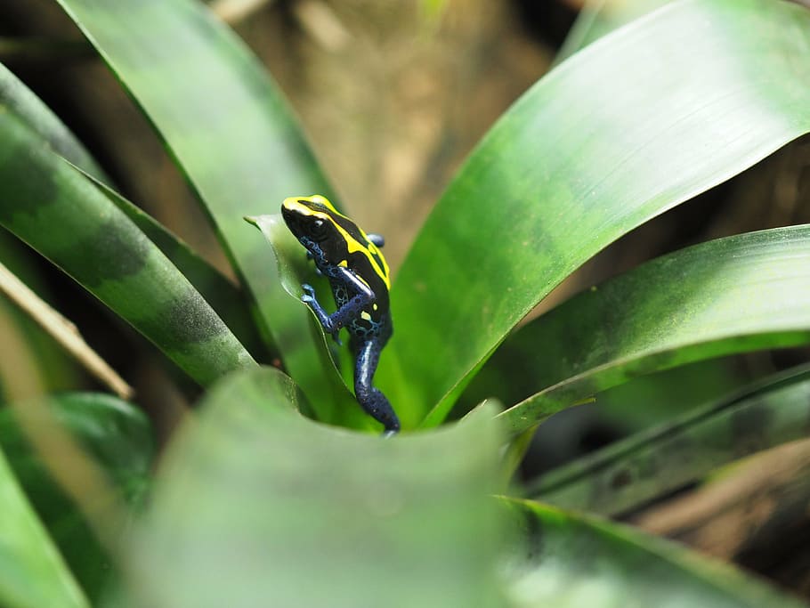 frog, poison frog, small, green color, plant part, leaf, animal themes, animals in the wild, animal wildlife, plant