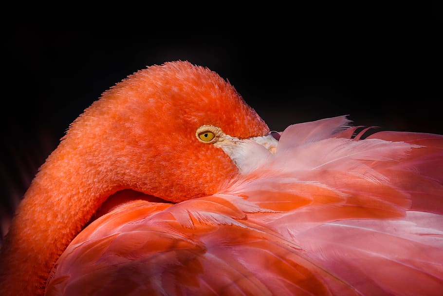 flamingo photo, birds, no person, nature, animal life, tropical, flamingos, wallpaper, exótico, vivo