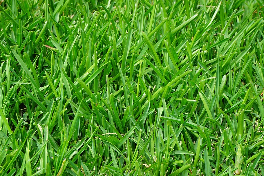 grama verde, grama, corrida, suculento, verde, lâminas de grama, prado, fechar, festival, crescimento