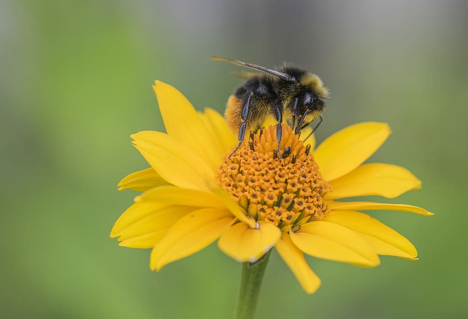 alam, lebah, serangga, madu, serbuk sari, merapatkan, bunga, penyerbukan, makro, tanaman berbunga