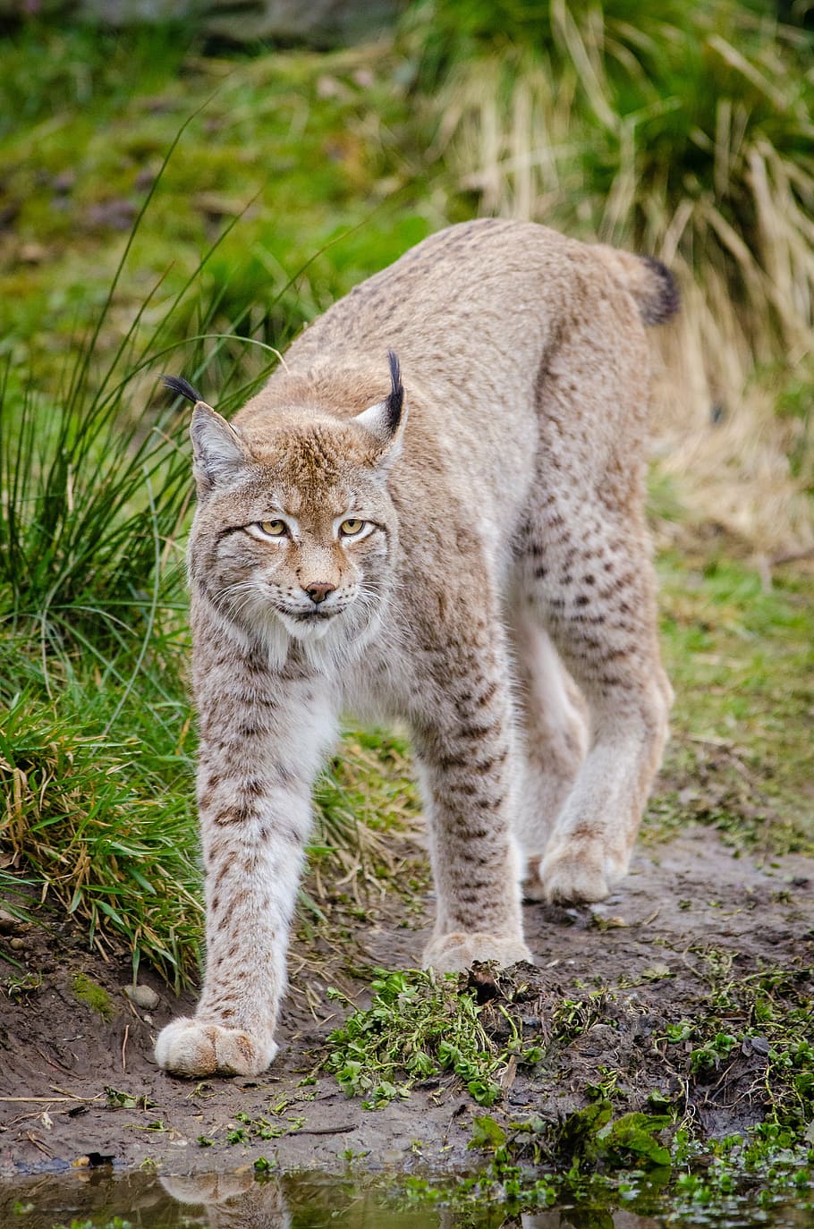 lynx, walking, grass, feline, mammal, subfamily of felines, face adorned favorites, triangular ears, predator, carnivore