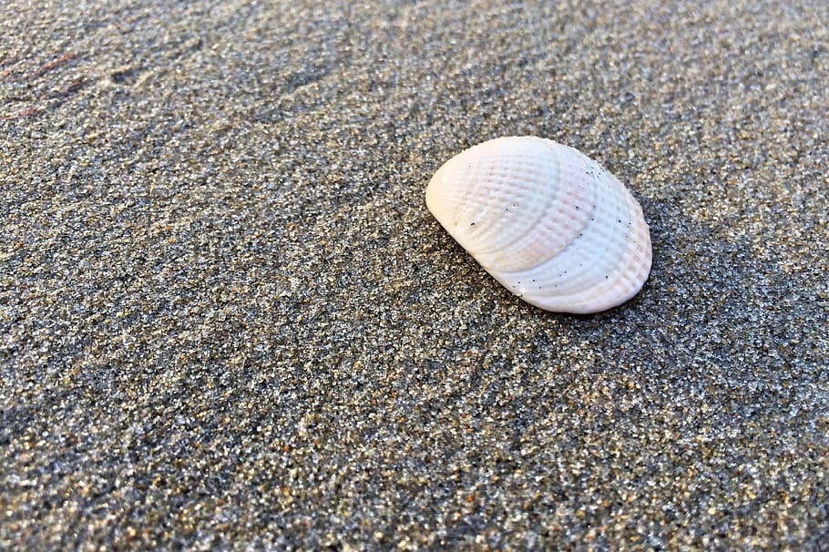 Shell, playa, arena, océano, mar, agua, concha, costa, animal Shell, verano