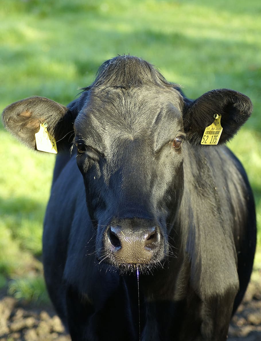 vaca, negro, carne de vaca, vaca lechera, pasto, nutrición, mecklemburgo, para mirar, leche, carne