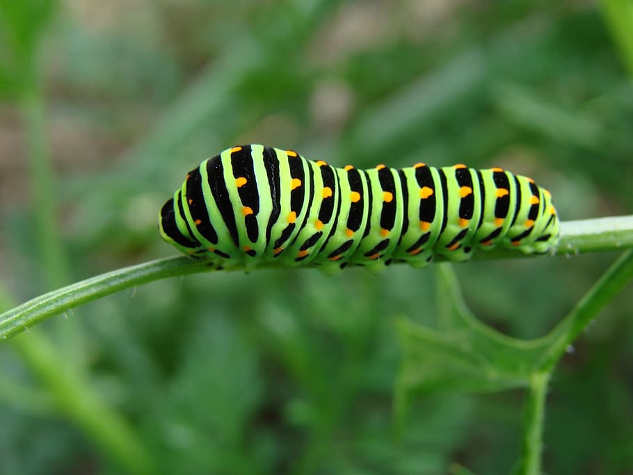 Nature, Caterpillar, green, black, yellow, orange, insect, animal wildlife, one animal, animals in the wild