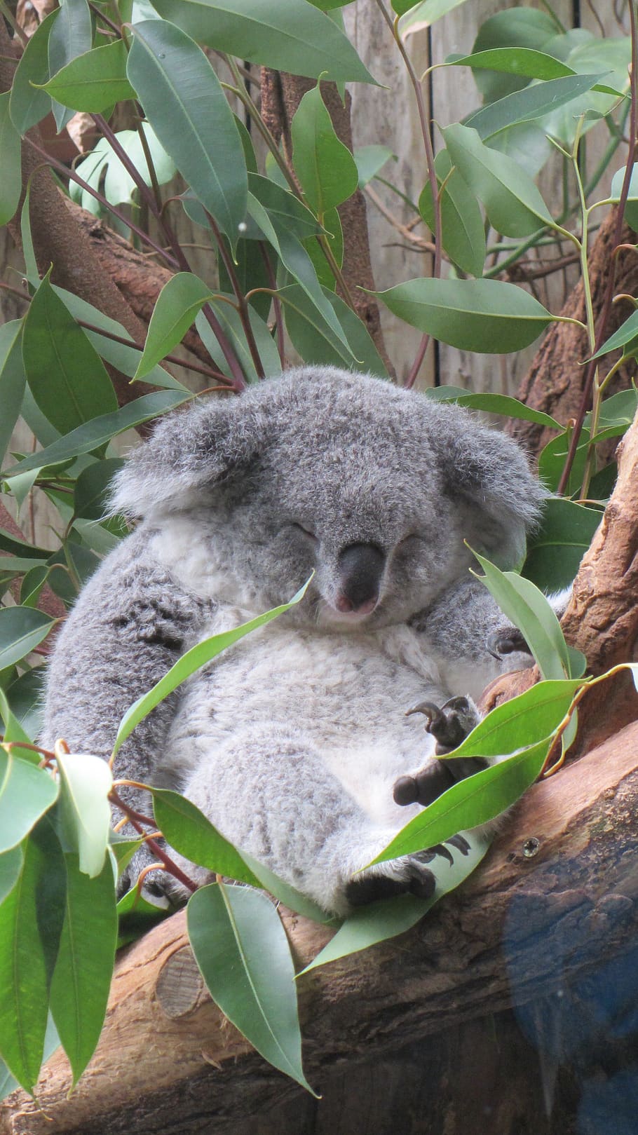 koala, bear, sleep, nap, grey, green, eucalyptus, tree, zoo, animal