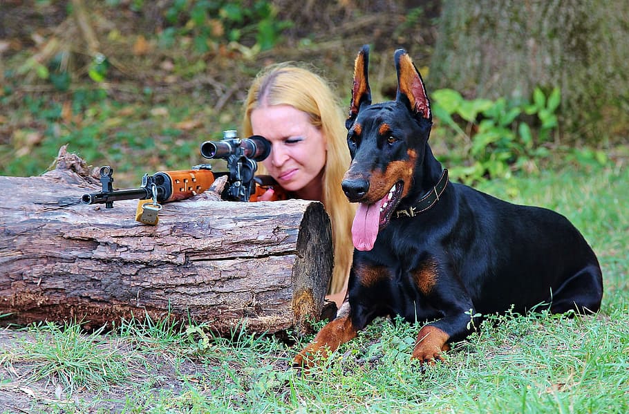 woman sighting gun, adult doberman pinscher, weapon, doberman, dog, woman, pistol, hunting, sniper, target