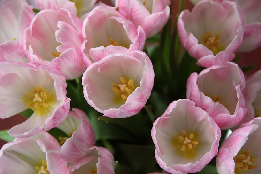 Pink, Flowers, Tulips, Stamp, Tulip, flower, holland, yellow, pink color, plant
