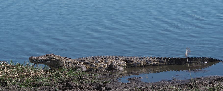 nile crocodile, crocodile, africa, safari, botswana, reptile, river, national park, animal, animal world