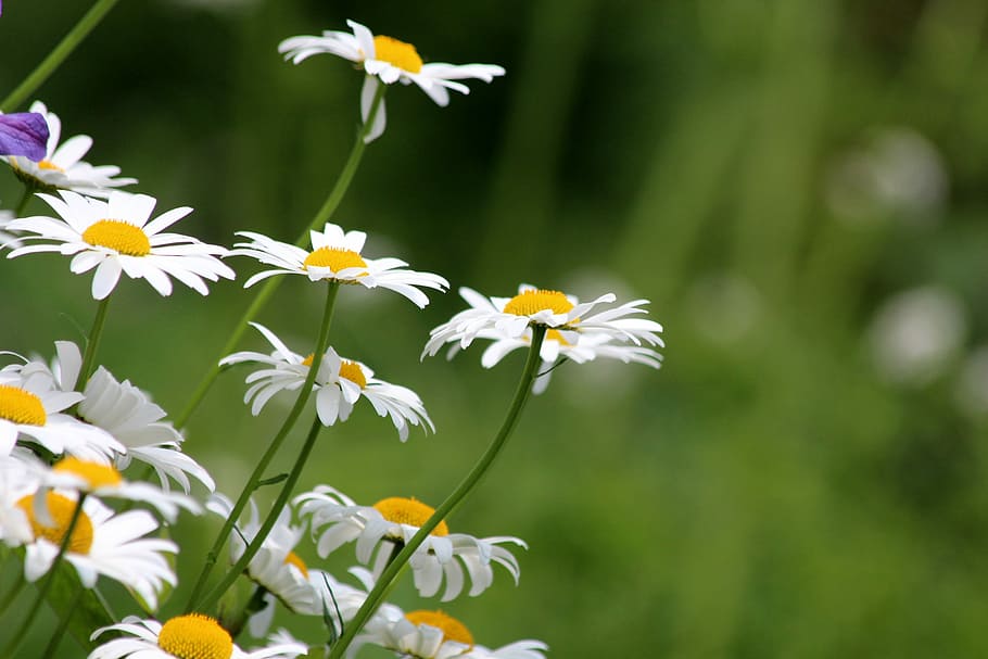 bunga daisy putih, chamomile, bunga, bunga putih, bunga lapangan, musim panas, closeup, aster putih, mekar, alam